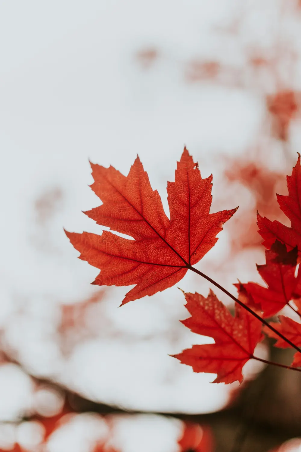 Feuille d’érable rouge en gros plan